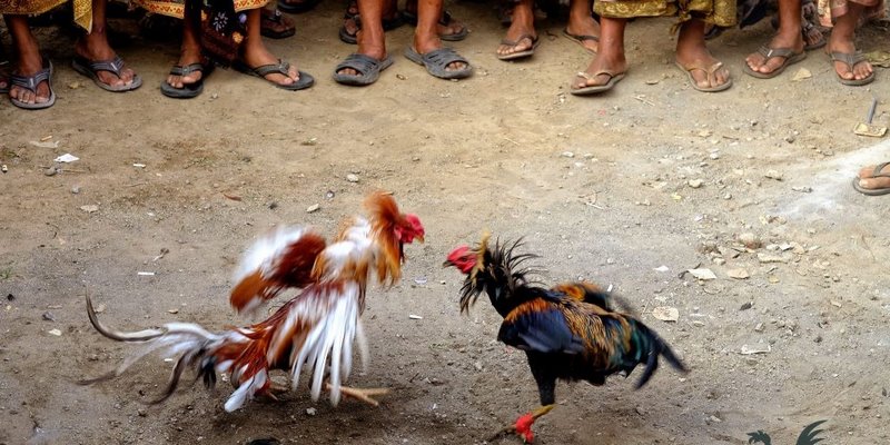 Đá gà online Đông Timor đem lại trải nghiệm thú vị