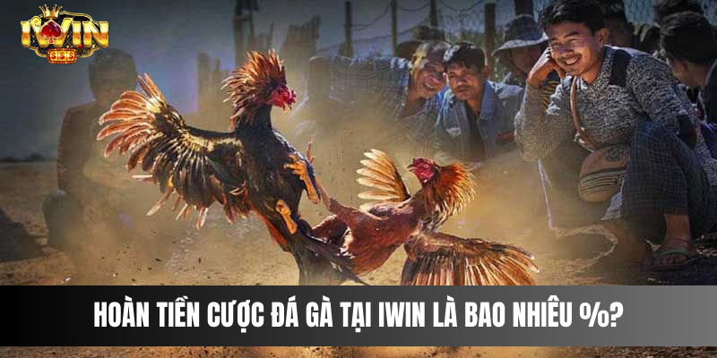 Hoàn tiền cược đá gà tại IWIN là bao nhiêu %?